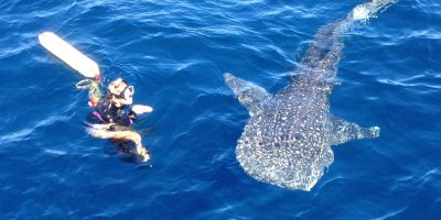 whaleshark3 Dive Ningaloo - Whaleshark at surface