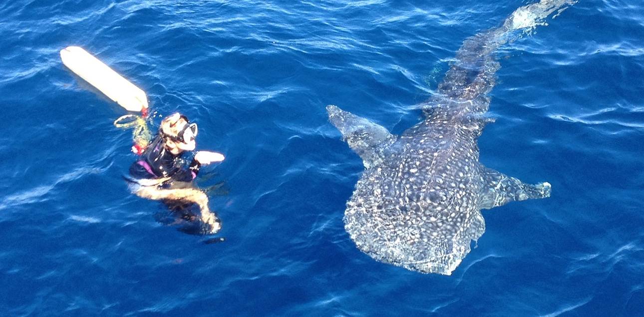 Dive Ningaloo - Whaleshark at surface
