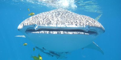 whaleshark4 Dive Ningaloo - Whaleshark Smile