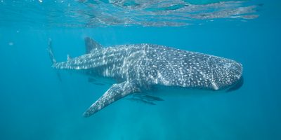 whaleshark5 Dive Ningaloo - Large 8m Whaleshark