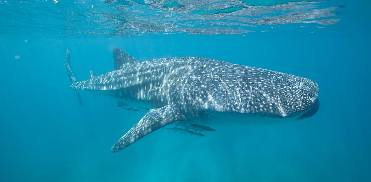 Dive Ningaloo - Large 8m Whaleshark